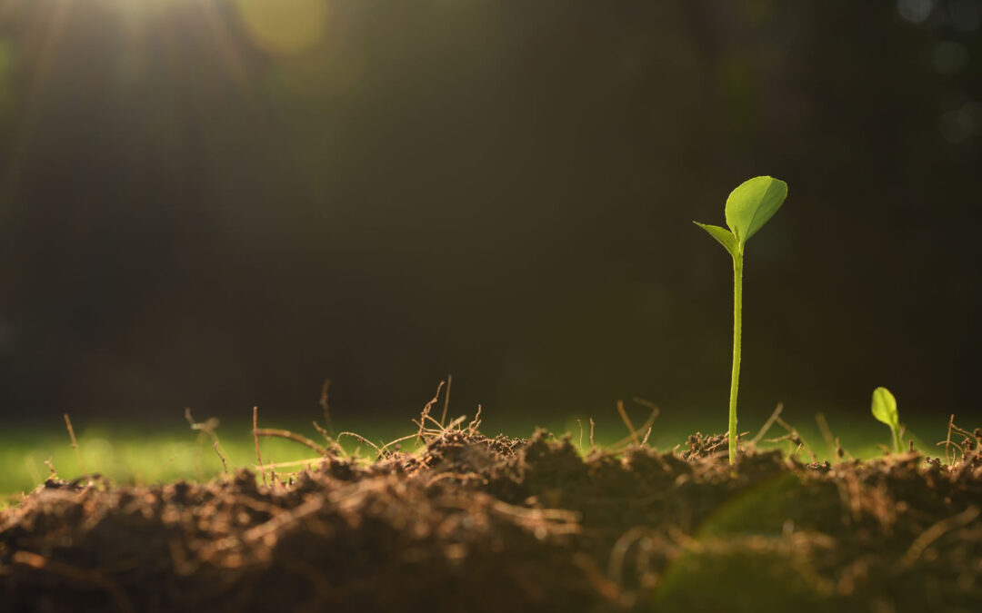 January New Beginnings and Goal Setting: Embracing a Positive Mindset